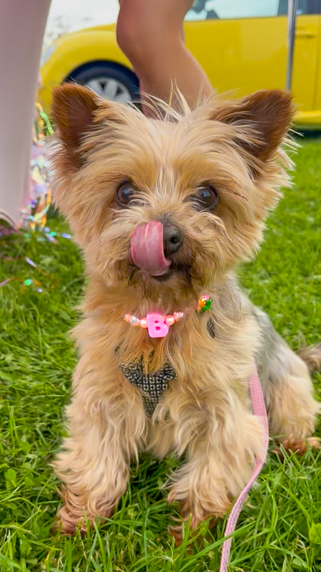CUSTOM INITAL PET COLLARS
